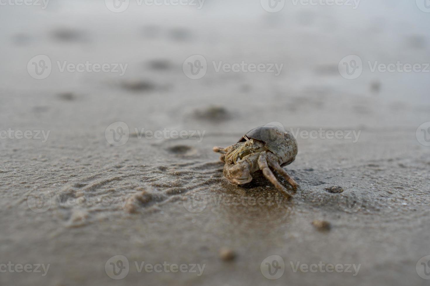 Einsiedlerkrebse leben im Sand am Meer foto