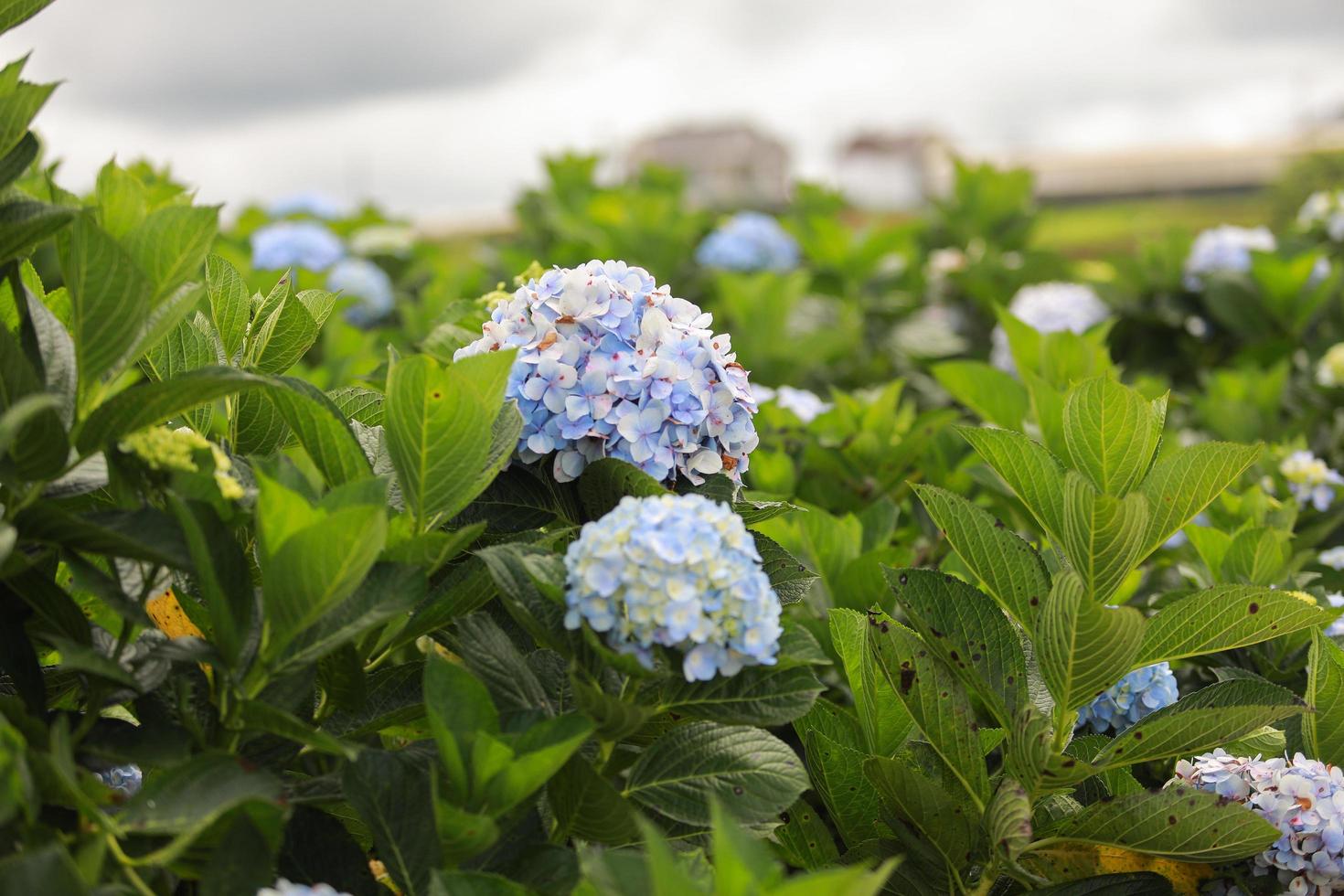 die weiß-blaue Blume nennt Hortensie in einem Garten. Hortensienblüte und Morgenlicht ist eine schöne Blume. foto