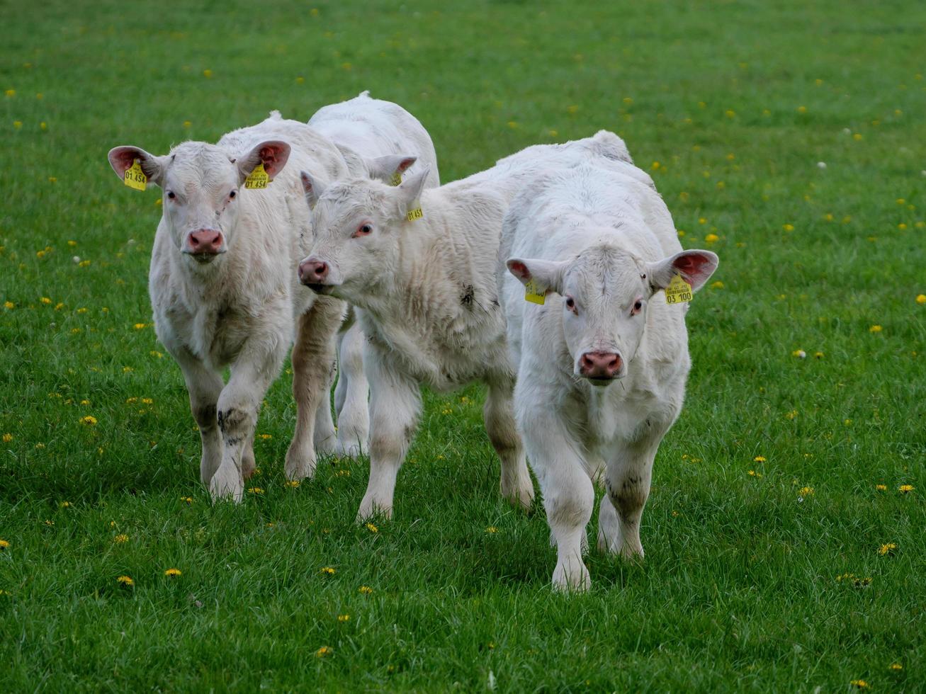 Weiße Kühe in Westfalen foto