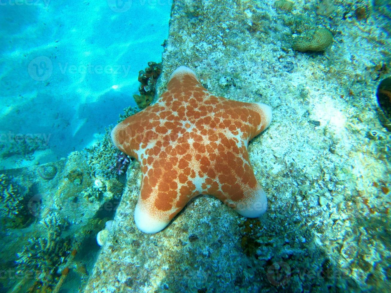 Seestern auf dem Meeresboden im Roten Meer, Eilat Israel foto