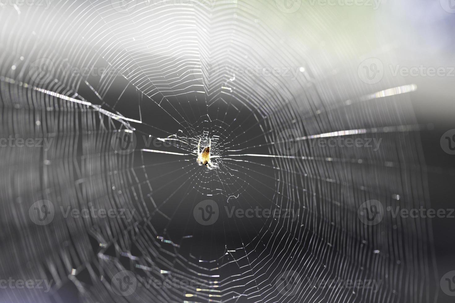 Spinne im Netz foto