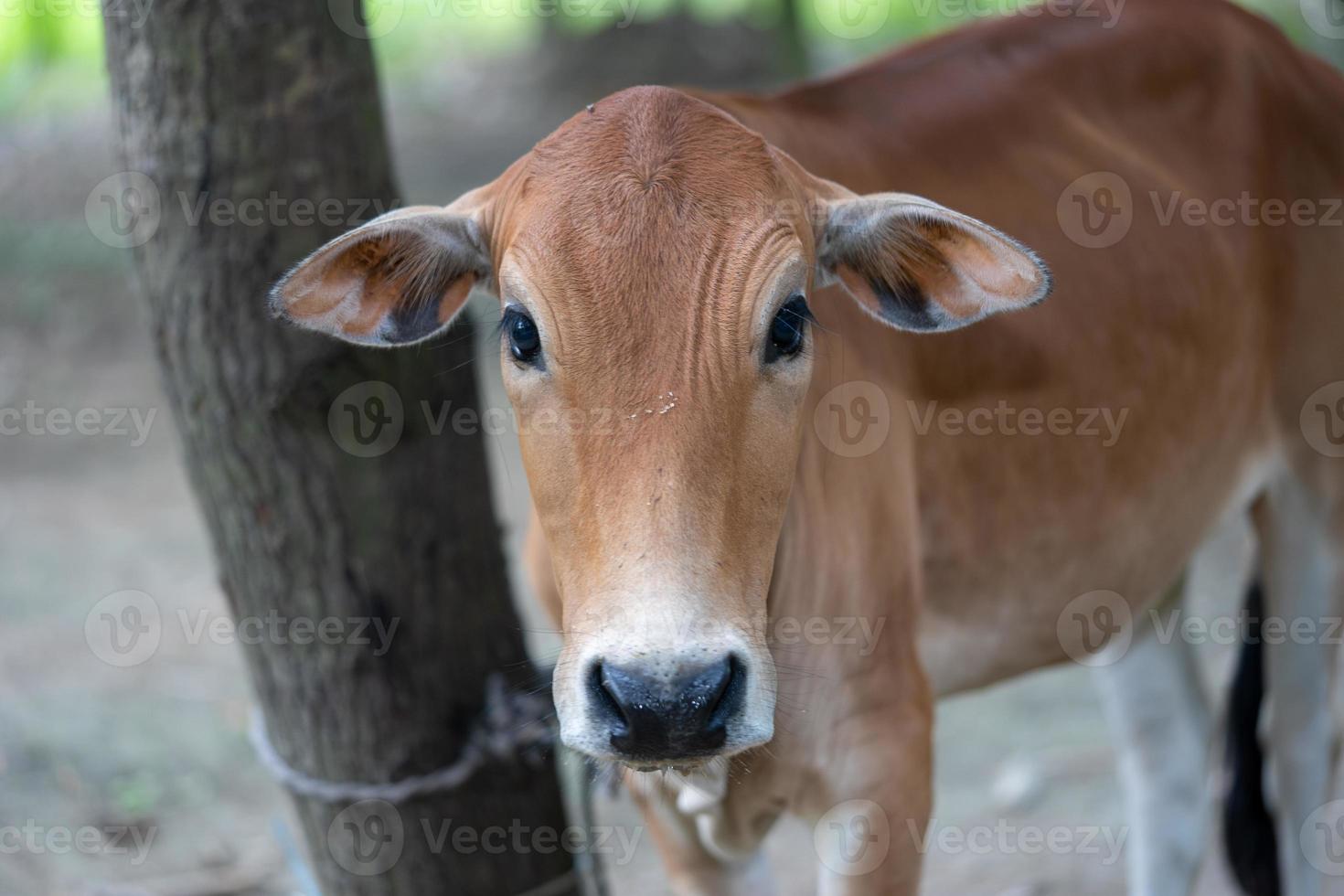 braune Farbe kuh das Kalb foto