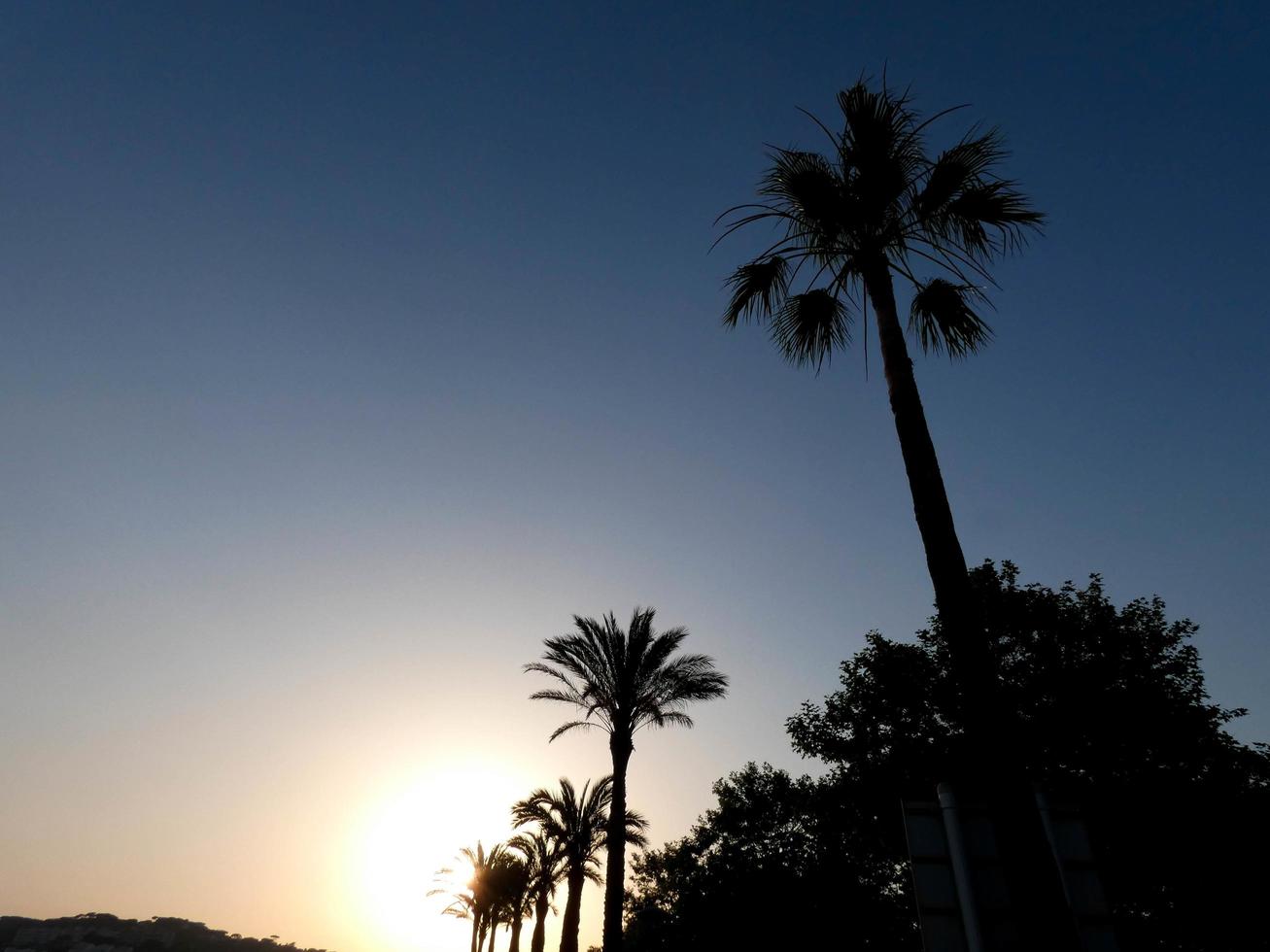 Palmen silhouettiert gegen einen Hintergrund des blauen Himmels foto