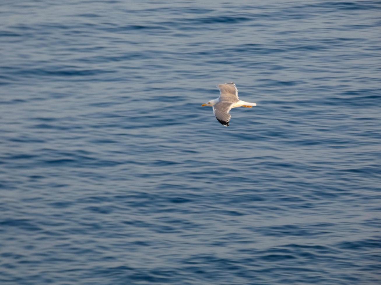 Leichtgefiederte Möwen, typisch für die katalanische Costa Brava, Mittelmeer, Spanien. foto