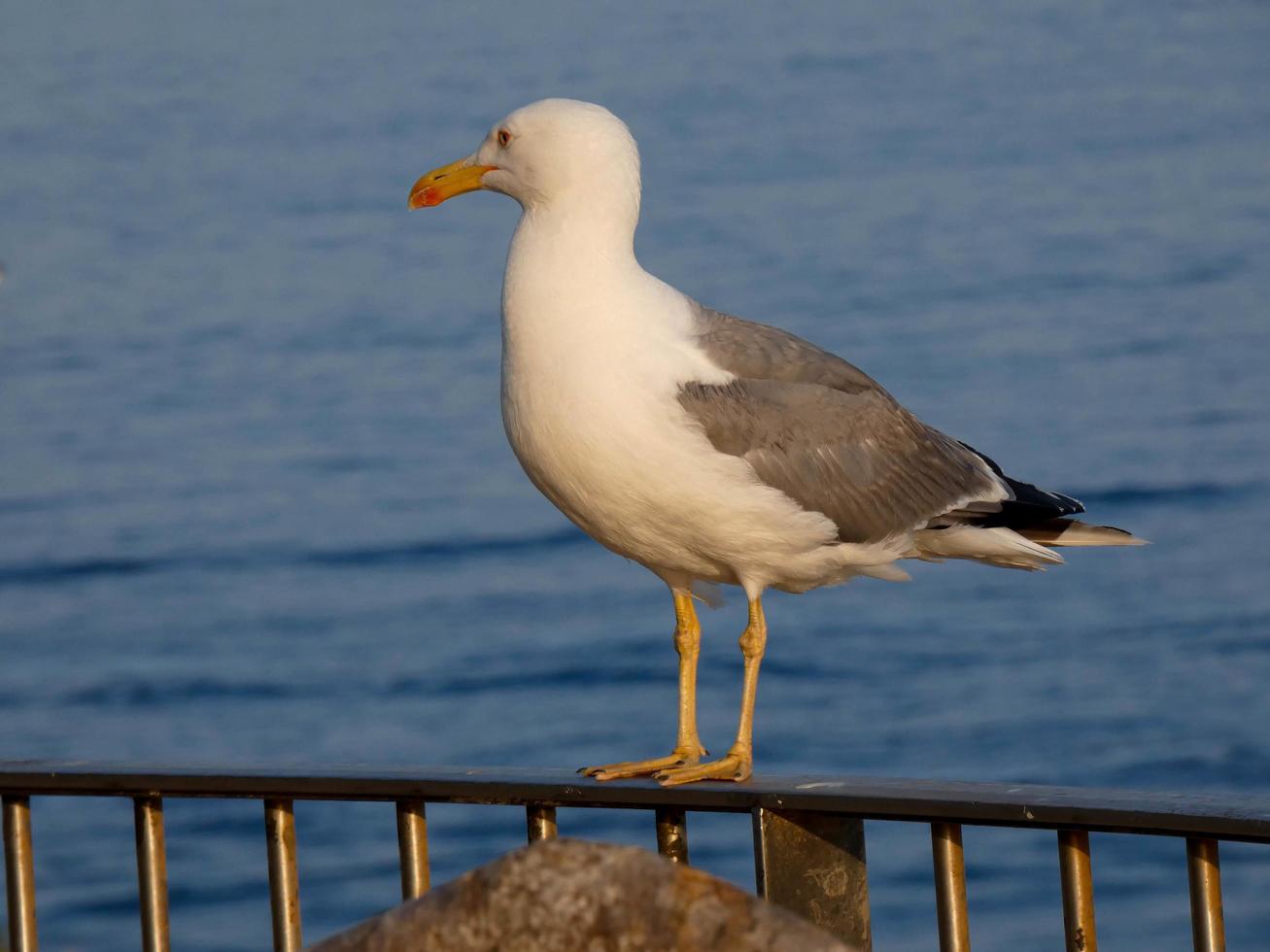 Leichtgefiederte Möwen, typisch für die katalanische Costa Brava, Mittelmeer, Spanien. foto