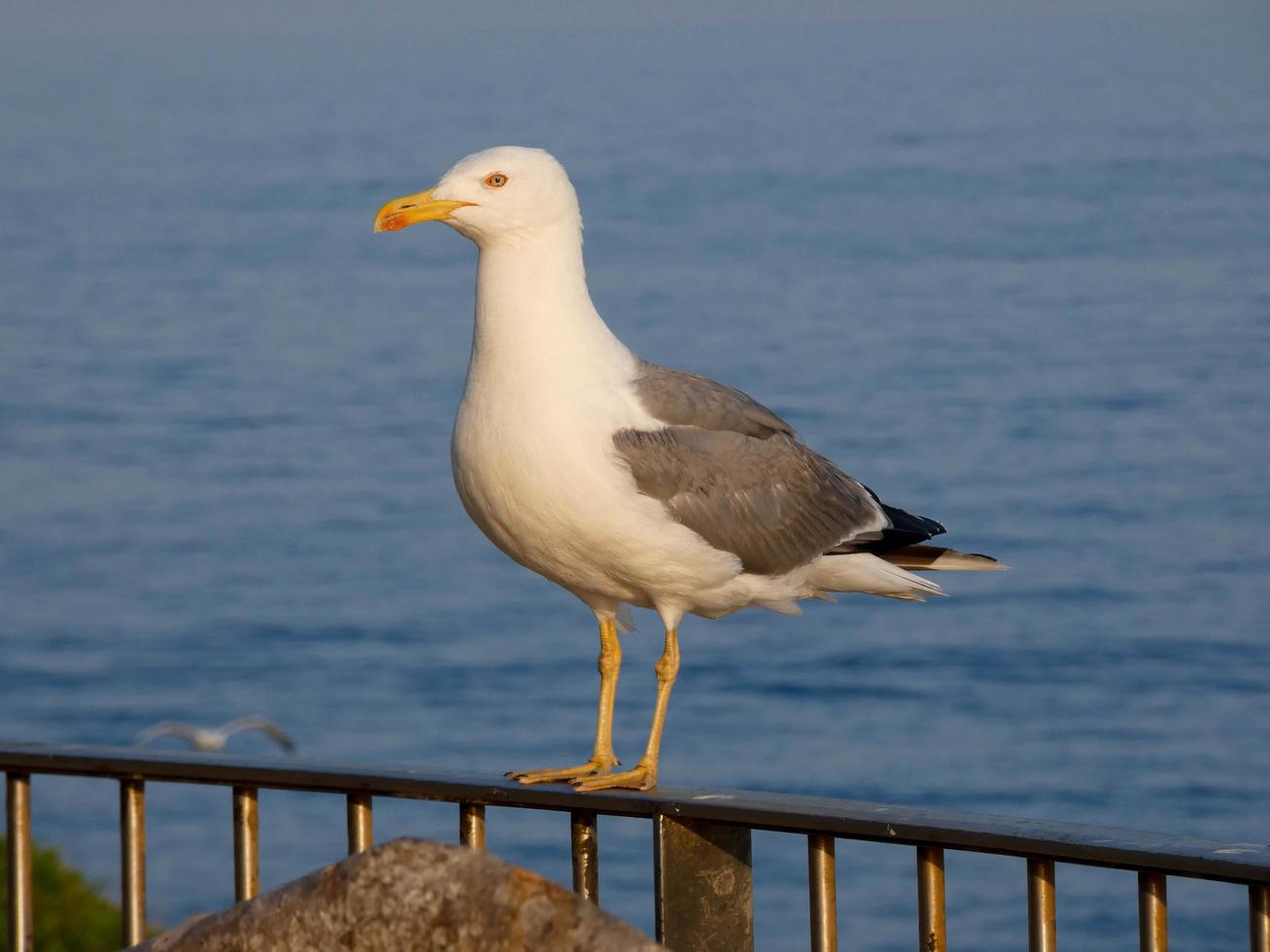 Leichtgefiederte Möwen, typisch für die katalanische Costa Brava, Mittelmeer, Spanien. foto