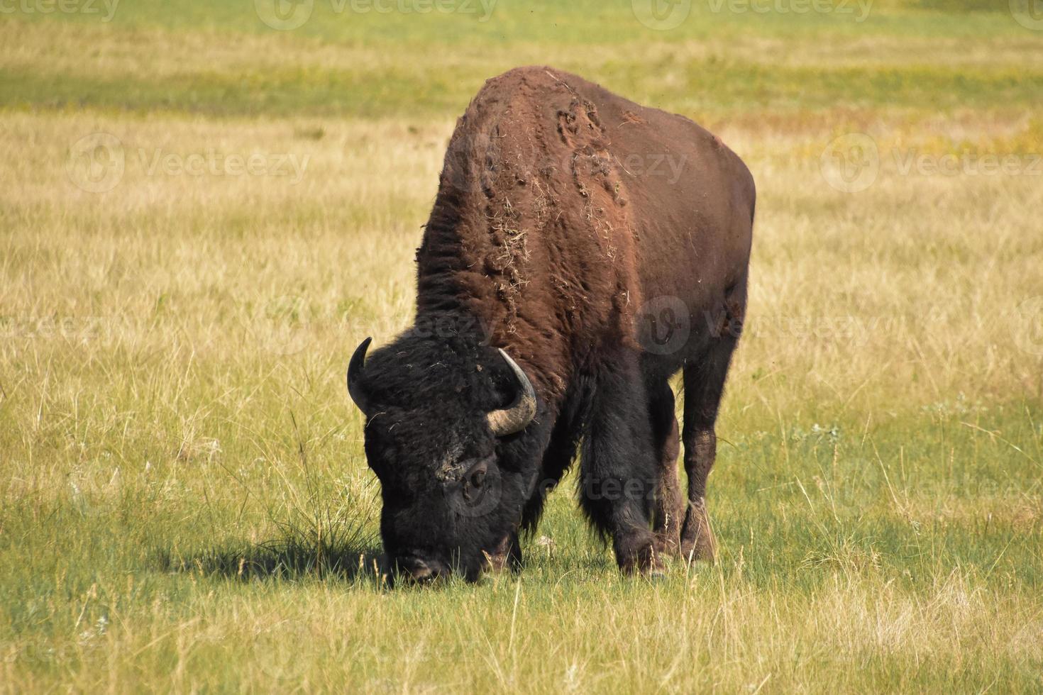 fantastische Nahaufnahme eines grasenden Bisonbullen foto