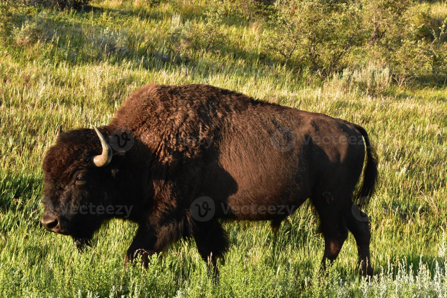 Seitenprofil eines Bisons, der durch ein Feld geht foto