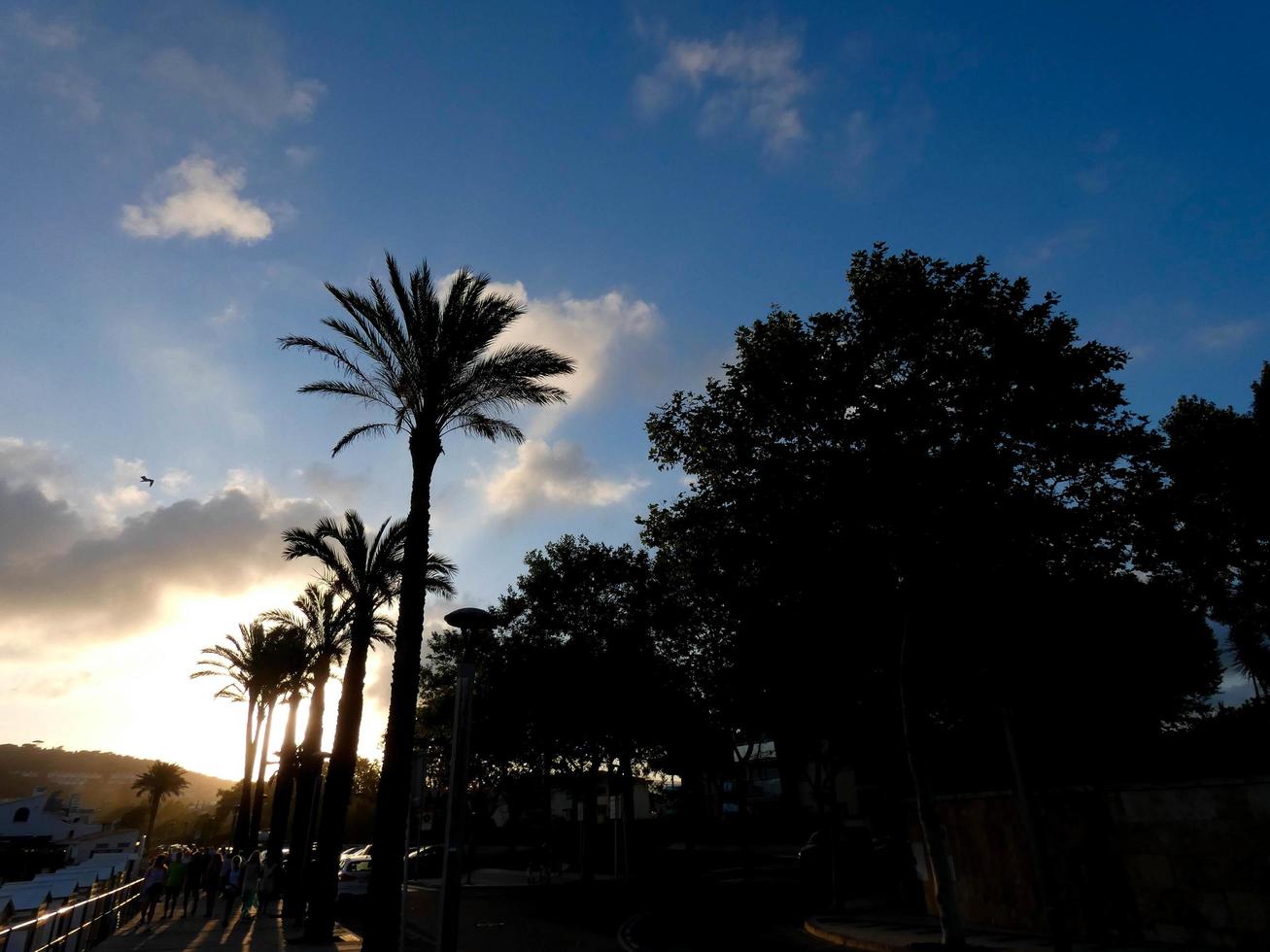 Hintergrundbeleuchtete Palmen an der katalanischen Costa Brava, Spanien foto