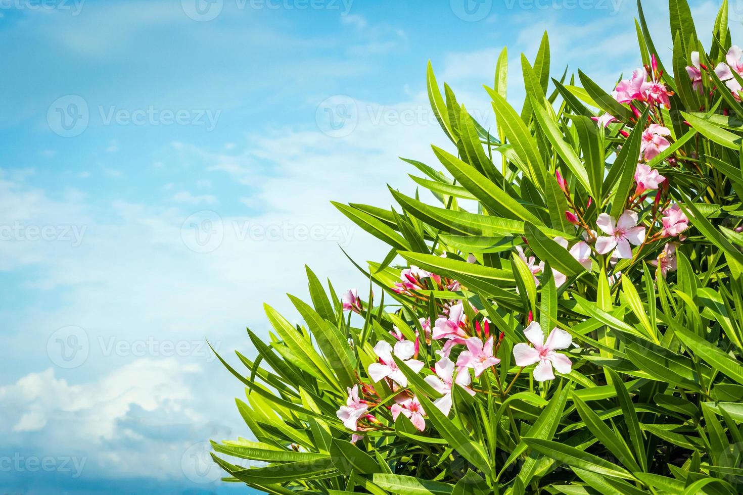 Busch aus rosa Oleander gegen den Himmel foto