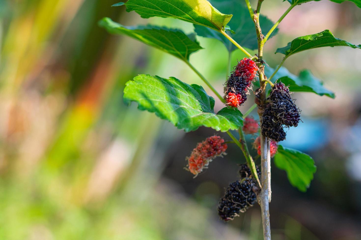 Nahaufnahme von frischen Maulbeeren, die am Zweigbaum mit grünem Naturhintergrund hängen foto