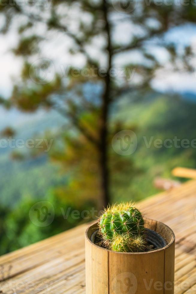 kleiner Kaktus auf der Terrasse, Dekorationspflanze im Bambustopf foto