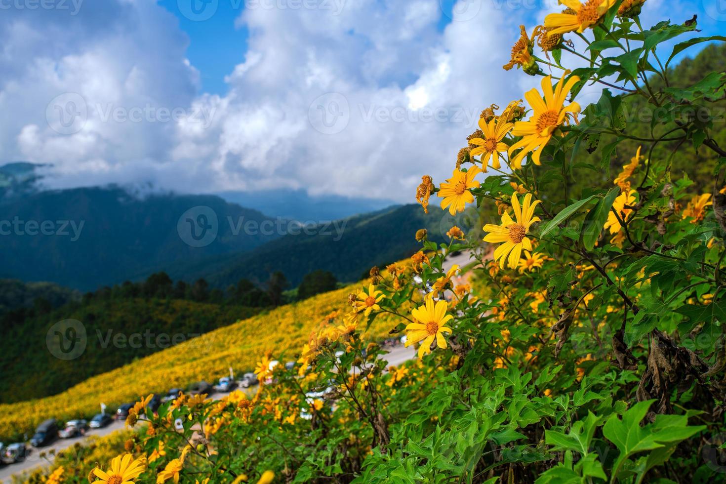 mexikanische Sonnenblume in Tung Bua Tong foto