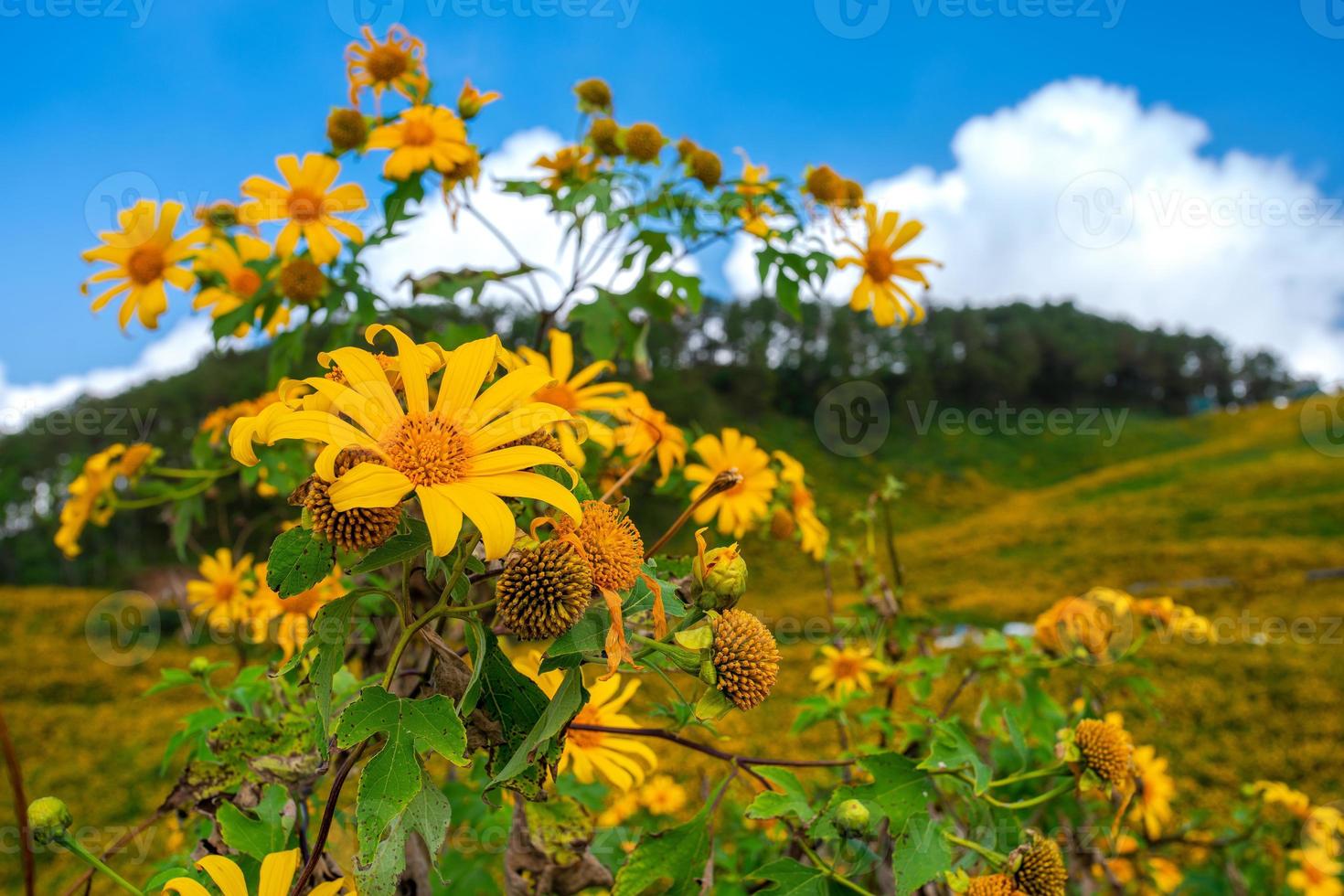 mexikanische Sonnenblume in Tung Bua Tong foto