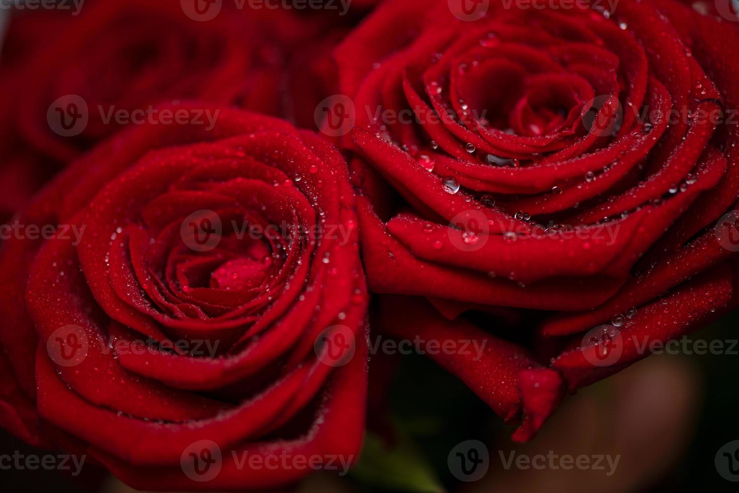 Nahaufnahme von frischen roten Rosen mit Tautropfen. foto