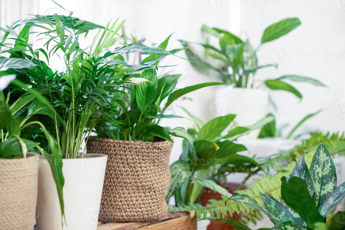 zimmerpflanzen in einem stilvollen interieur eines zimmers zu hause in töpfen. das Konzept der Hausgärtnerei. gemütliche Einrichtung für ein Zuhause mit einem Heimdschungel. grüner Garten. foto