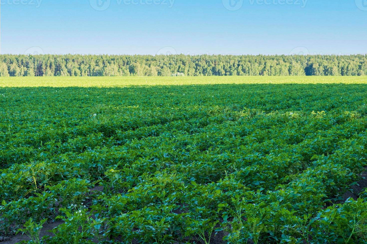 Feld mit gepflanzten und reifenden Kartoffeln foto