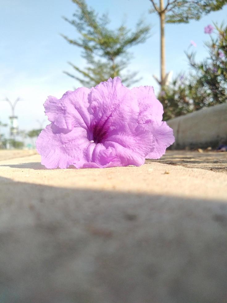 Lavendelblütenblätter wachsen im Garten foto