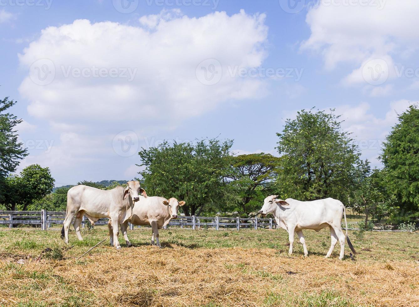 kuh, die im bauernhof steht foto