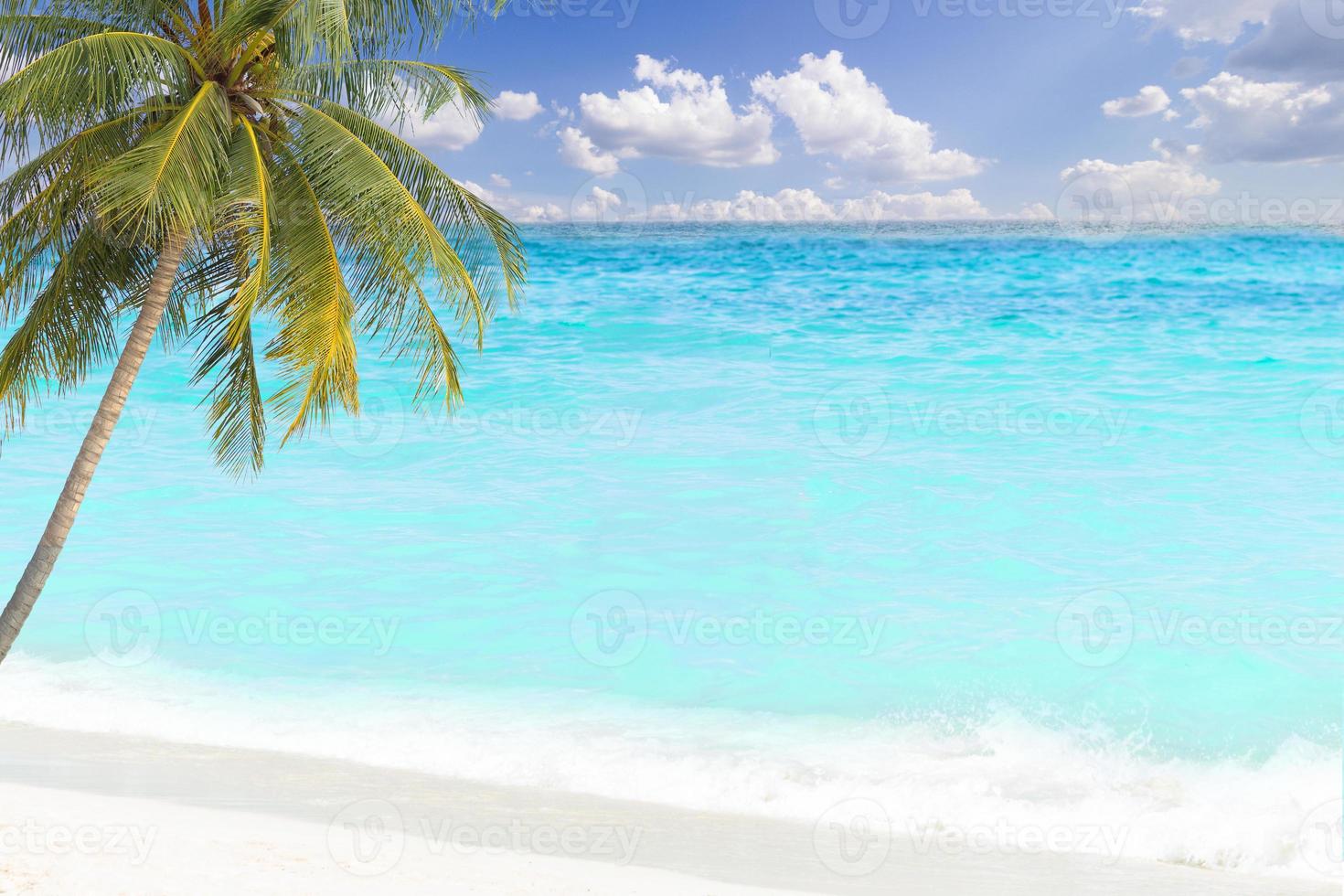tropische Palme und blaues Meer foto