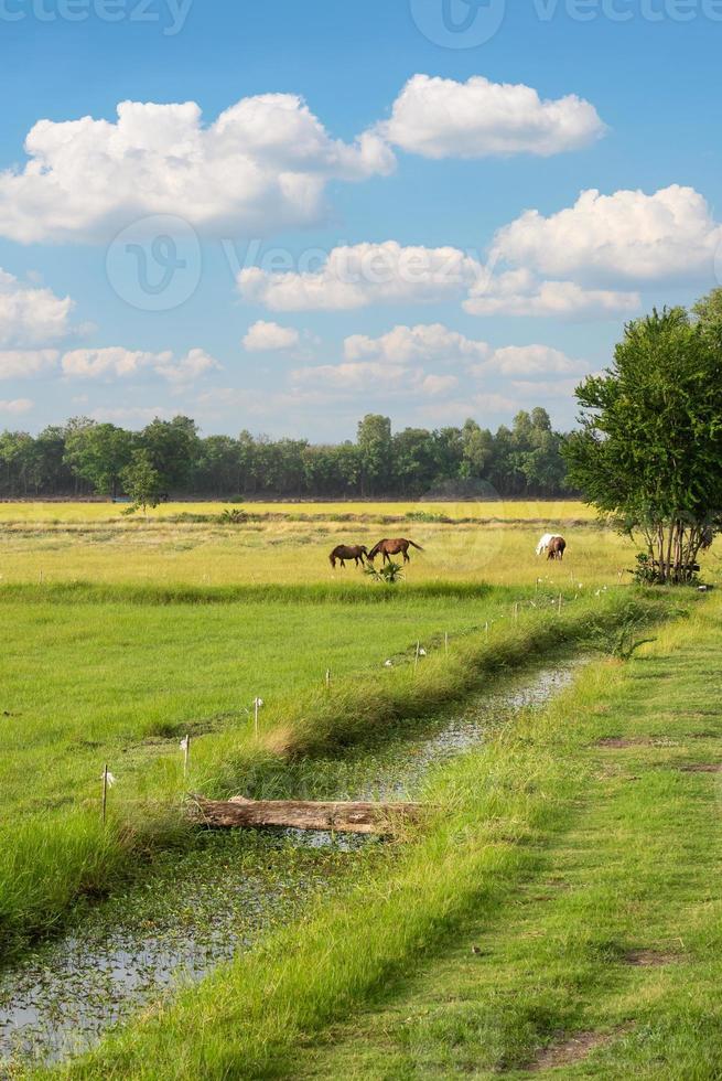 Landschaft von Ackerland mit Pferd im Sommer foto
