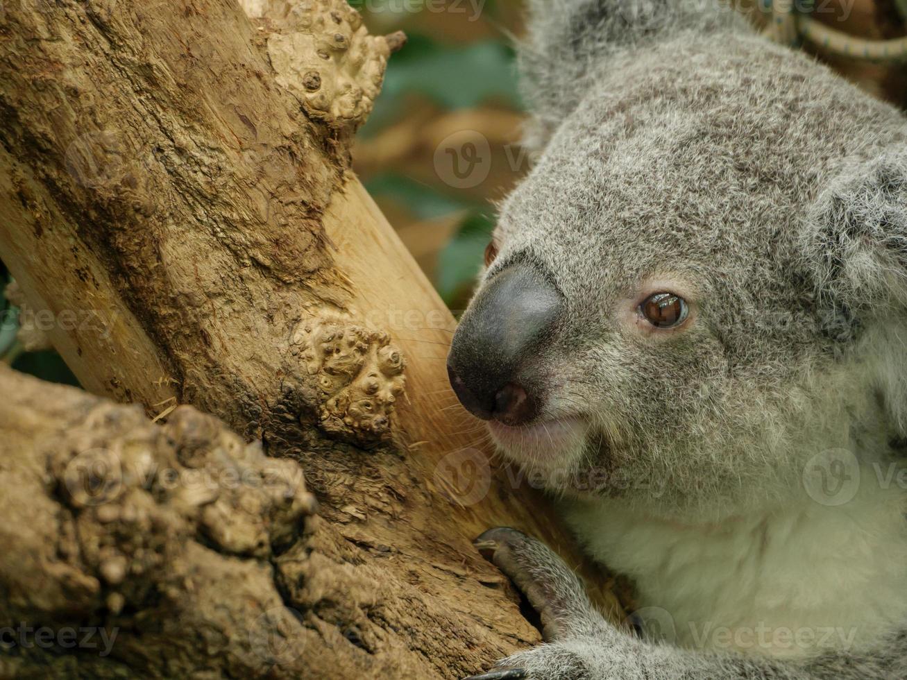 Tiere im Zoo foto