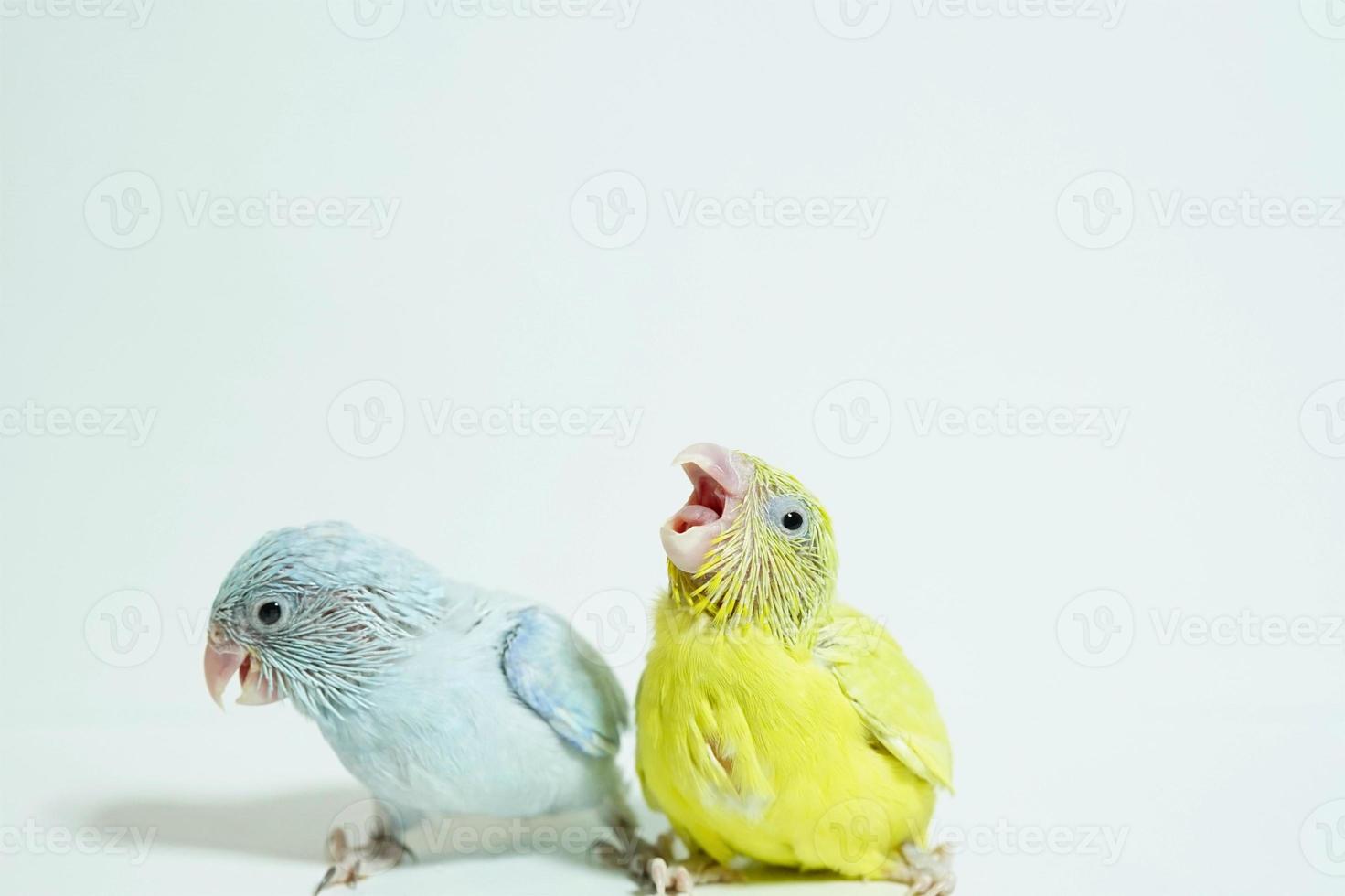 forpus 2 baby vogel neugeborene amerikanische gelbe und weiße geschwister haustiere stehen auf weißem hintergrund, das haustier ist der kleinste papagei der welt. foto