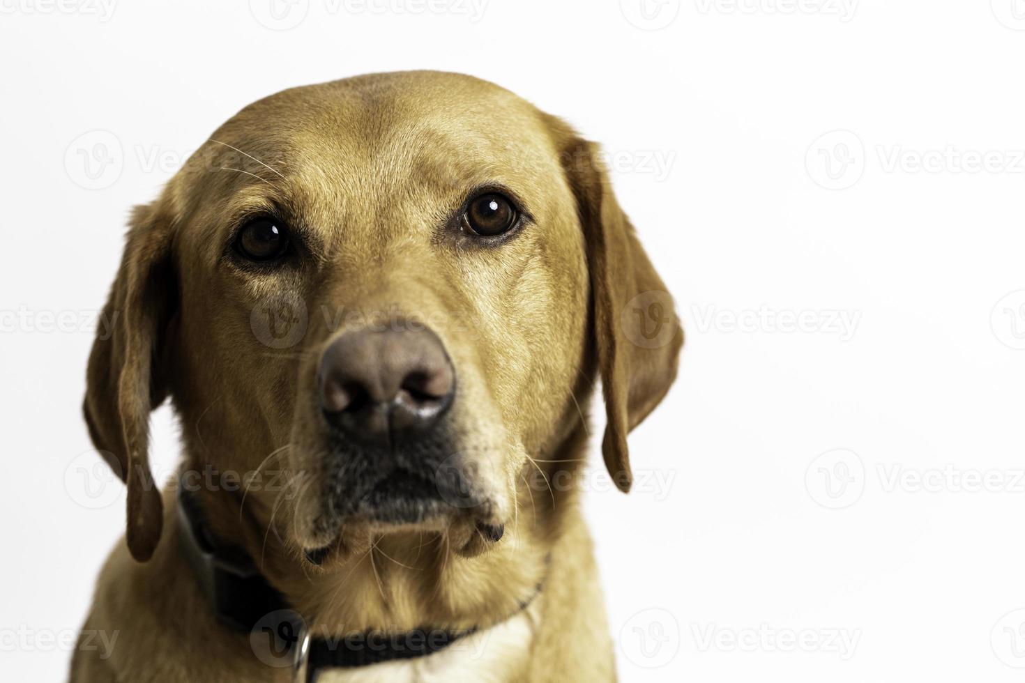 gelber Labrador oder Labrador Retriever foto