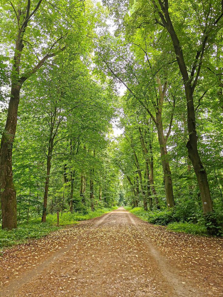 Malerischer Wald mit hohen Bäumen, üppigem Laub und gelben Blättern auf einem Weg foto