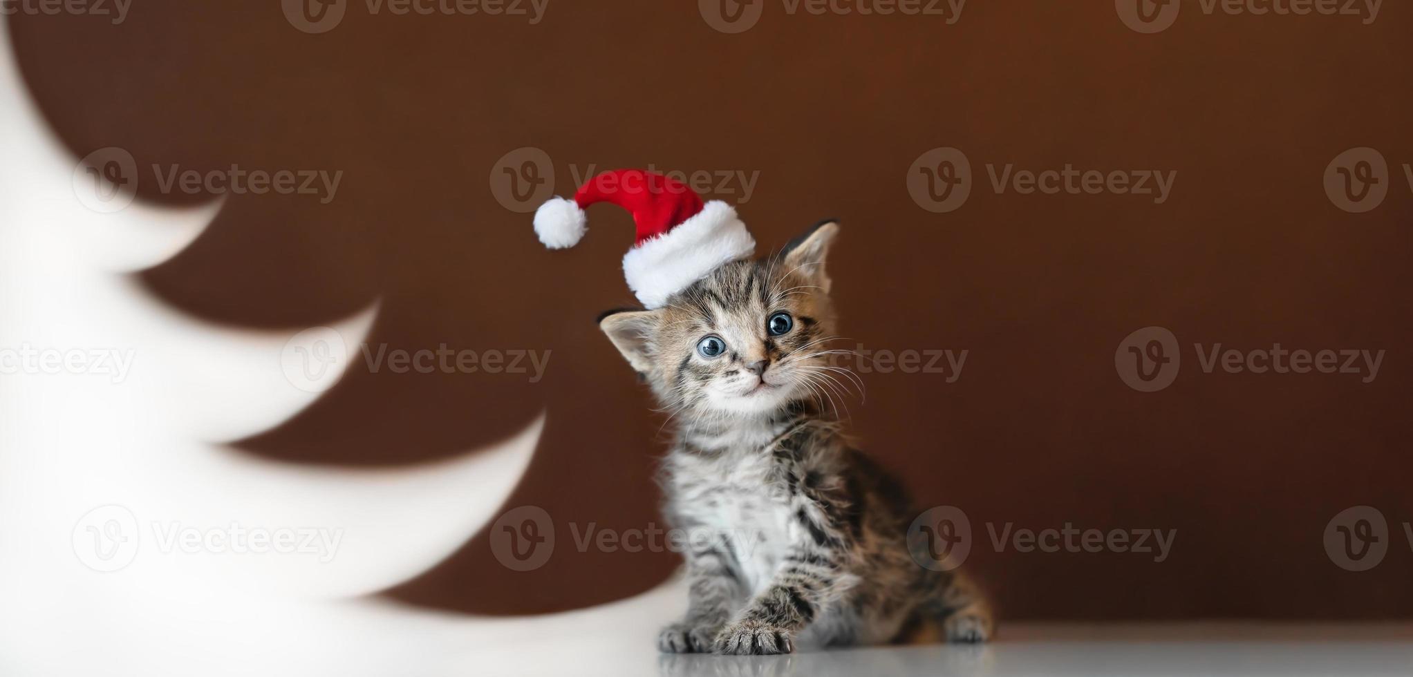 kleine katze in der weihnachtsmütze, die nahe weihnachtsbaum sitzt foto