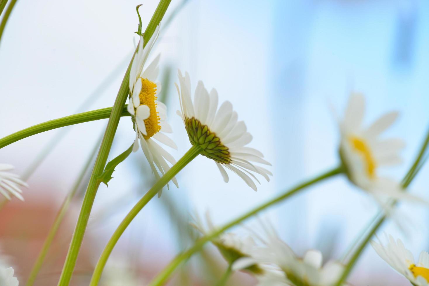 bunte Kamillenblüten. Seitenansicht foto