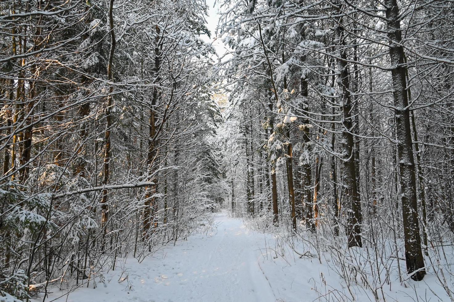Winterkiefernwald unter Schnee, schöne verschneite Landschaft foto