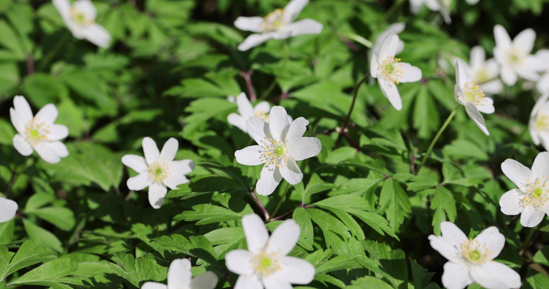 schöne Frühlingsblumen bei windigem Wetter im Wald foto