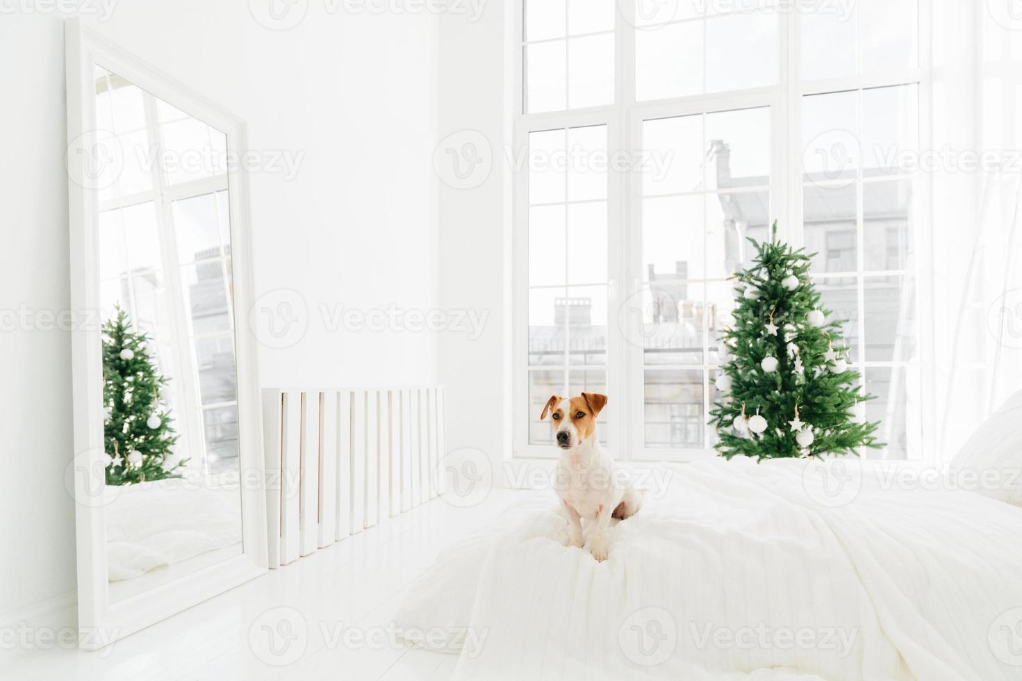 Foto eines liebenswerten Haustiers sitzt auf dem Bett, posiert im Schlafzimmer mit weißen Wänden, großen Fenstern und Spiegel auf dem Boden, geschmückter Neujahrsbaum. Winterzeit, Urlaub, Wohnkonzept