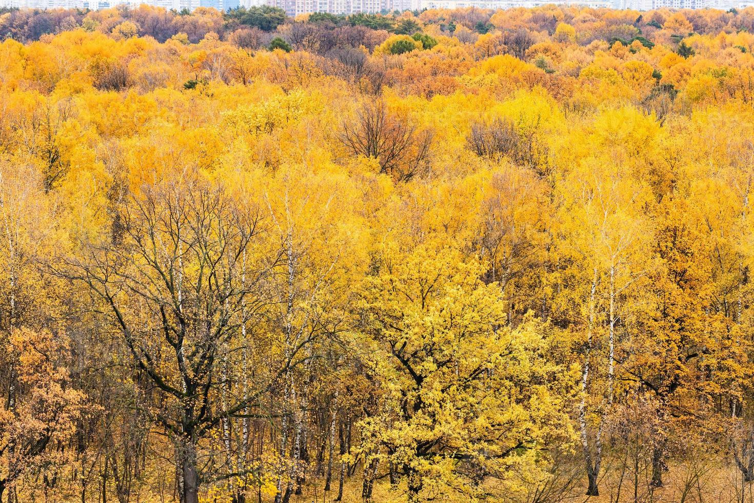 oben Blick auf Eichen am Rande des Stadtparks foto