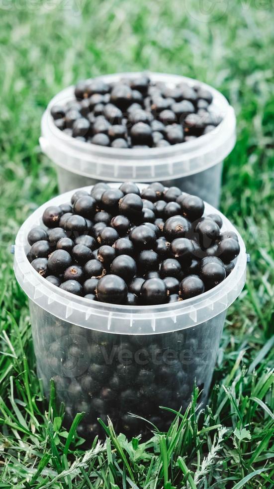 Schwarze Johannisbeere in einem Plastikeimer auf einem Hintergrund von grünem Gras foto