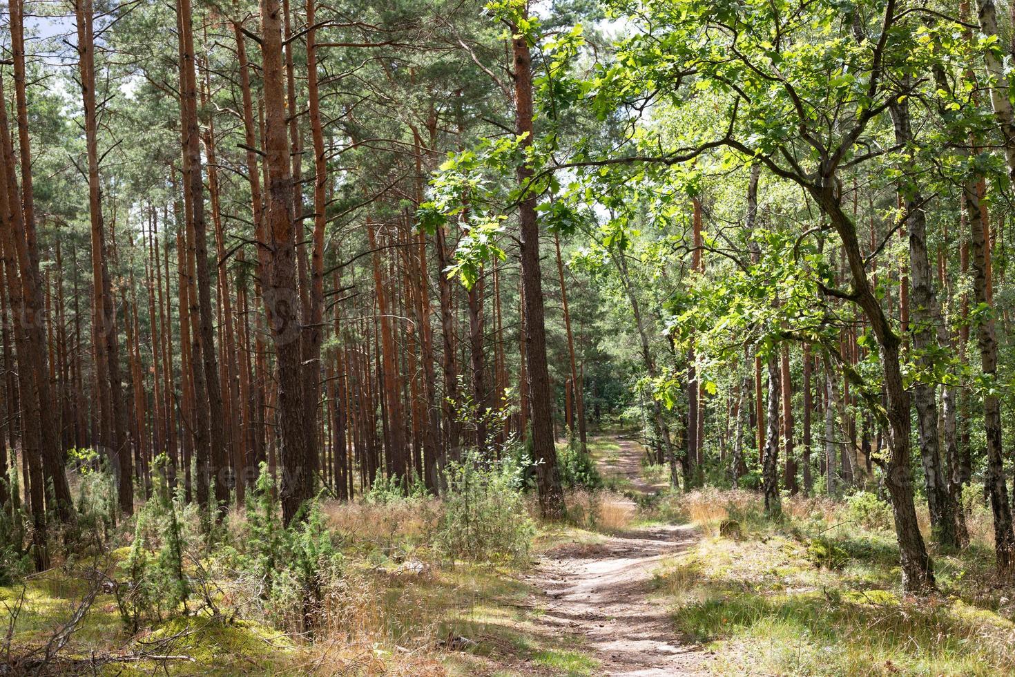 Waldweg. Pfad durch den Wald zwischen hohen grünen Bäumen an sonnigen Tagen. Kampinoski-Nationalpark in Polen. selektiver Fokus foto