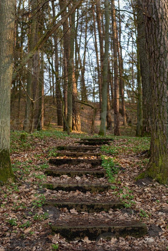 Steinstufen im Wald führen nach oben foto