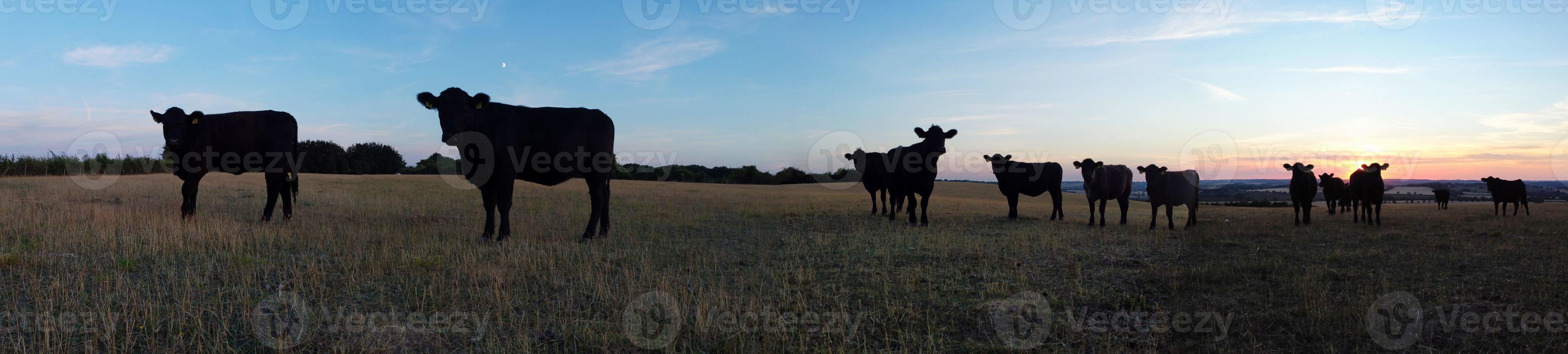 schöne schwarze britische Bullen und Kühe auf englischen Bauernhöfen, Drohnenaufnahmen bei Sonnenuntergang foto