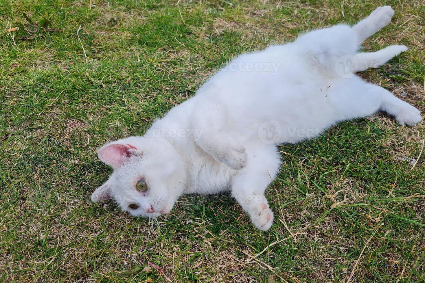 Schöne persische Rassekatze im heimischen Garten, Nahaufnahme foto