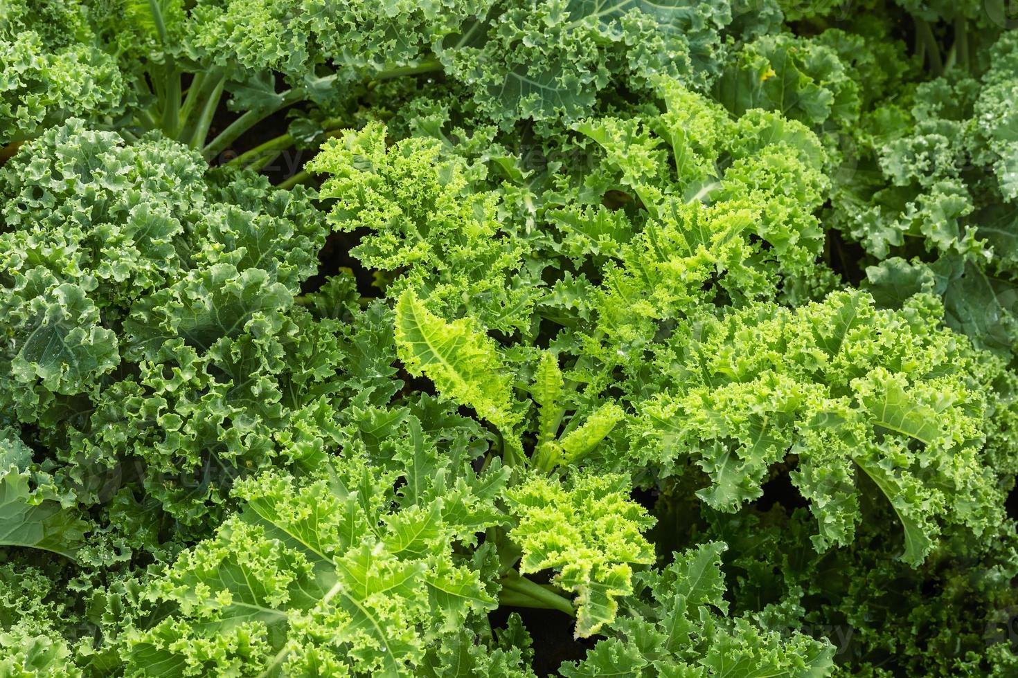 frischer grüner salat verlässt wachstum im garten, nahblattkohlsalat-salatpflanze, hydroponisches gemüse verlässt hintergrund. gesundes bio-lebensmittel, landwirtschaft und hydrokulturkonzept. foto