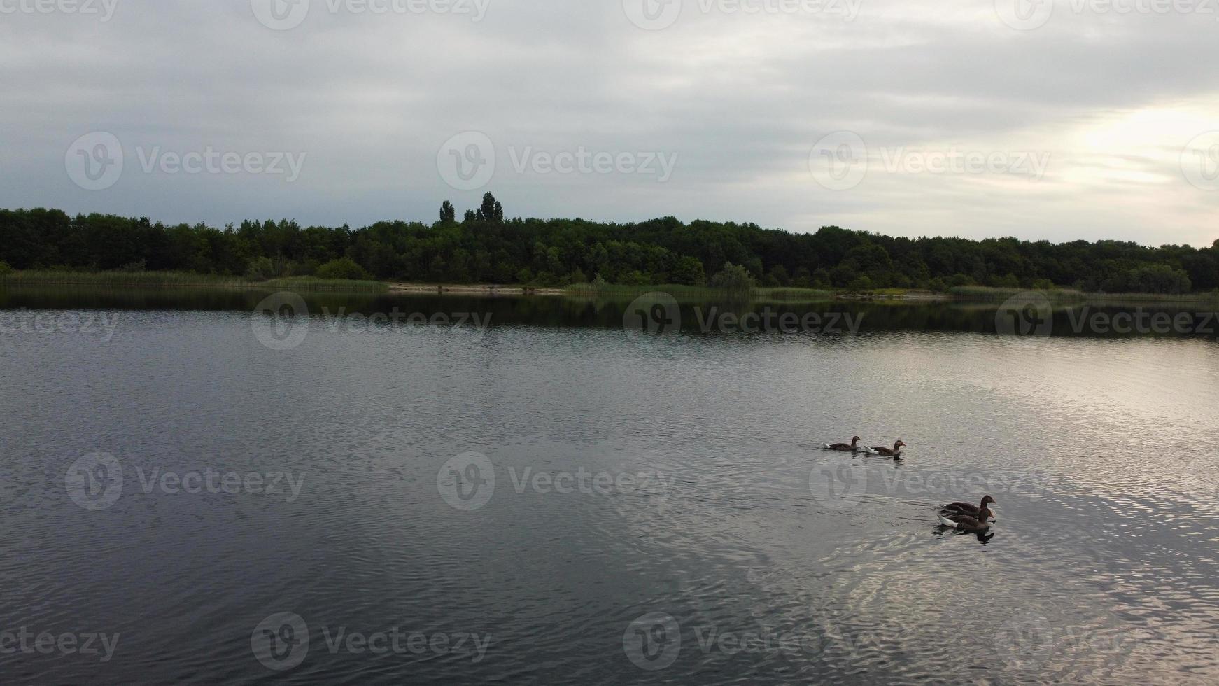 Luft- und Hochwinkelbild Süße Wasservögel schwimmen am schönen frühen Morgen bei Sonnenaufgang im stewartby-See von England foto