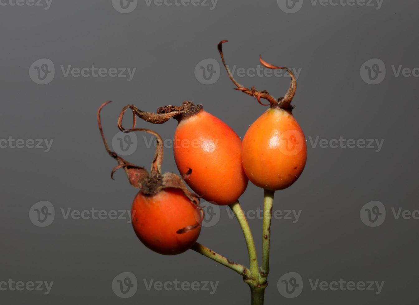 Rote Wildfrüchte Nahaufnahme Hintergrund Rosa Rubiginosa Familie Rosaceae Hochwertiger botanischer Druck in großer Größe foto