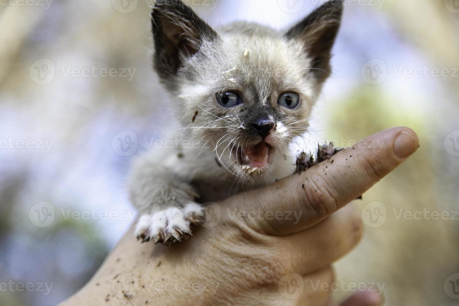 verlassener Katzenwelpe foto