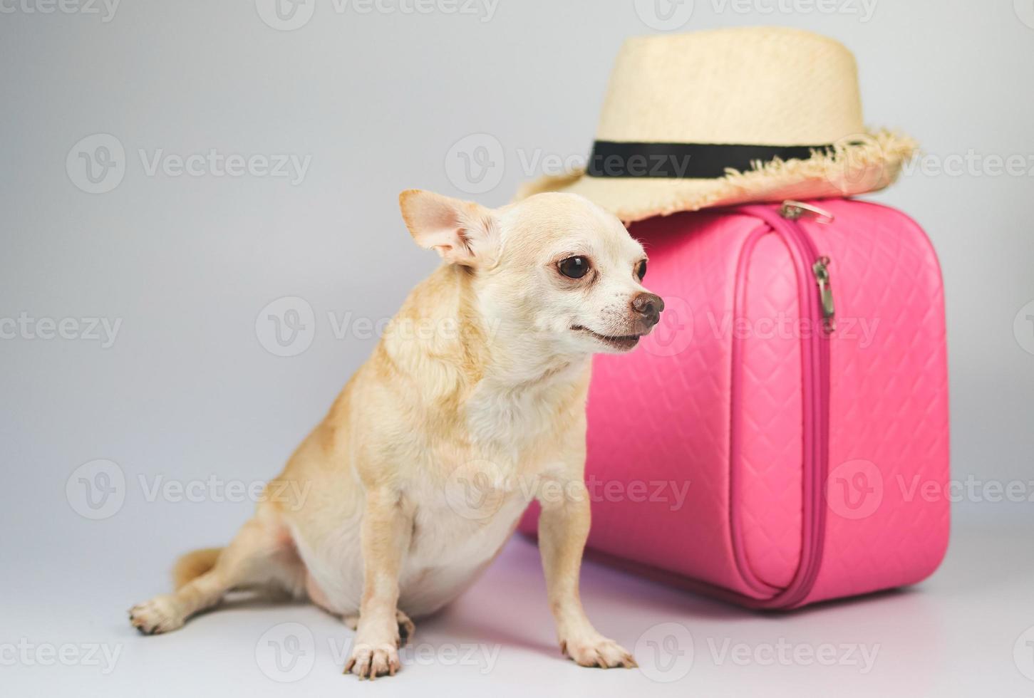 süßer brauner Chihuahua-Hund mit kurzen Haaren, der auf weißem Hintergrund mit Reisezubehör, Strohhut und rosafarbenem Koffer sitzt. Reisen mit Tierkonzept. foto