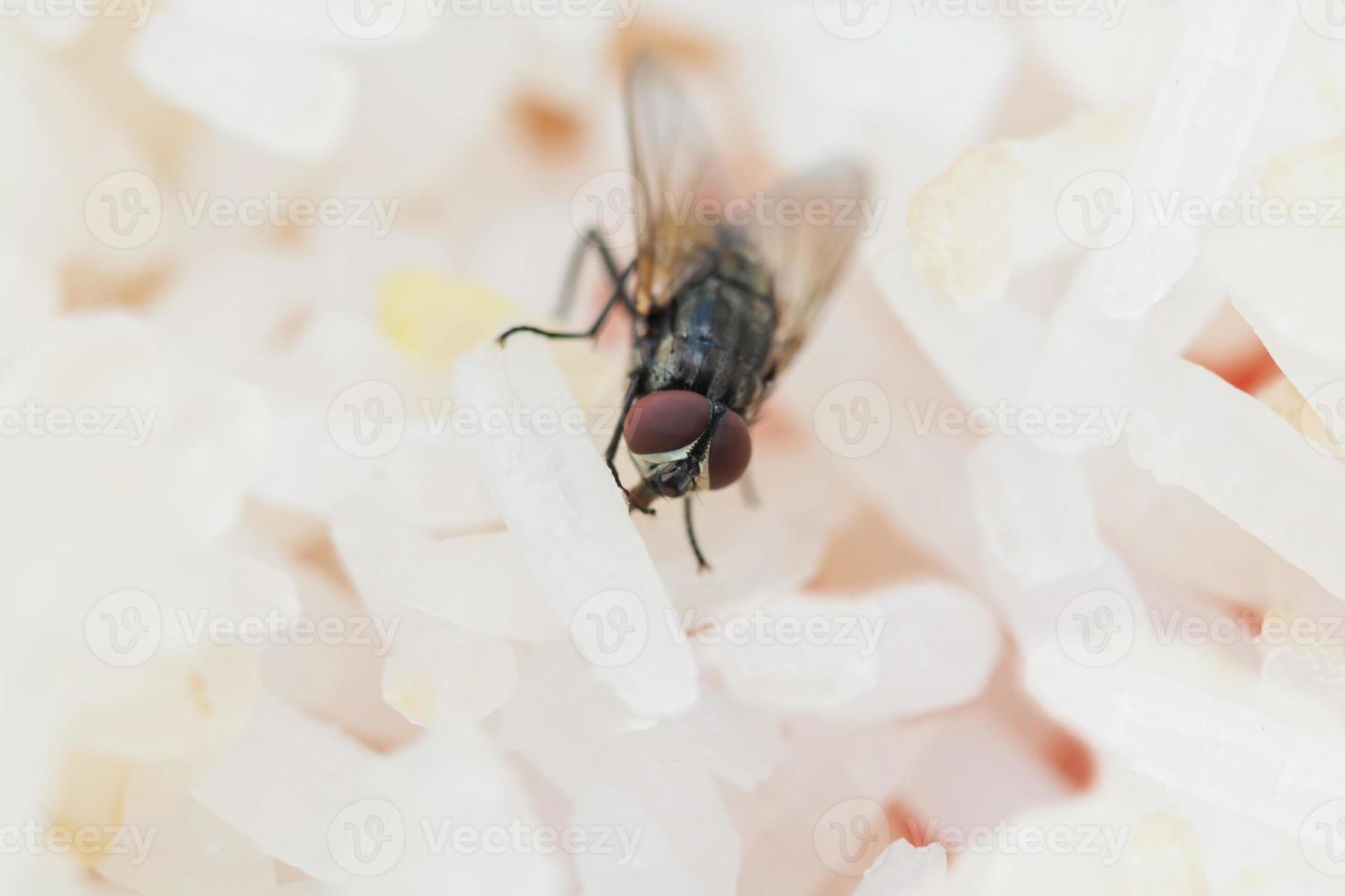 fliegt auf Reis, der mit Keimen fliegt foto