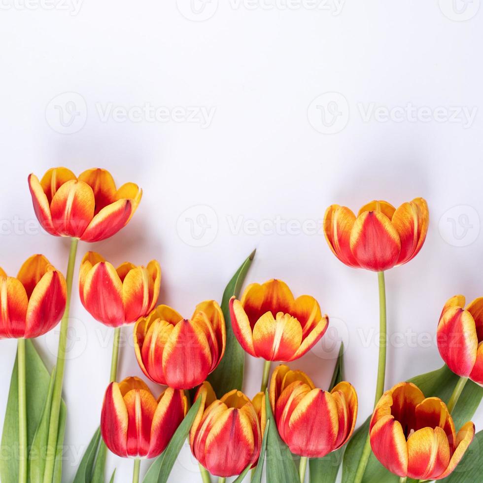 Tulpen auf weißem Hintergrund des Kopierraums, Konzept des Muttertags. foto