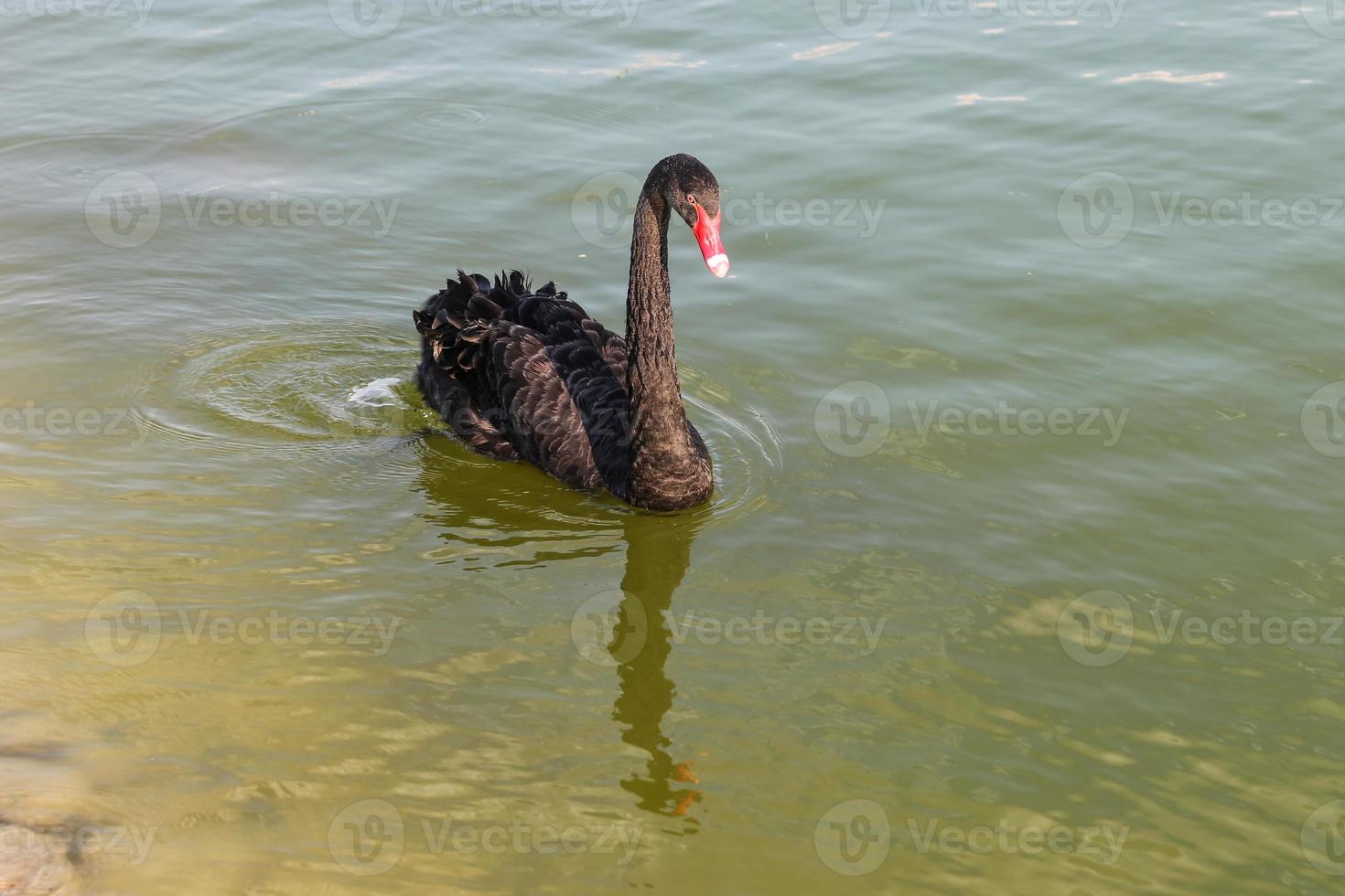 schwarzer Schwan im Teich foto