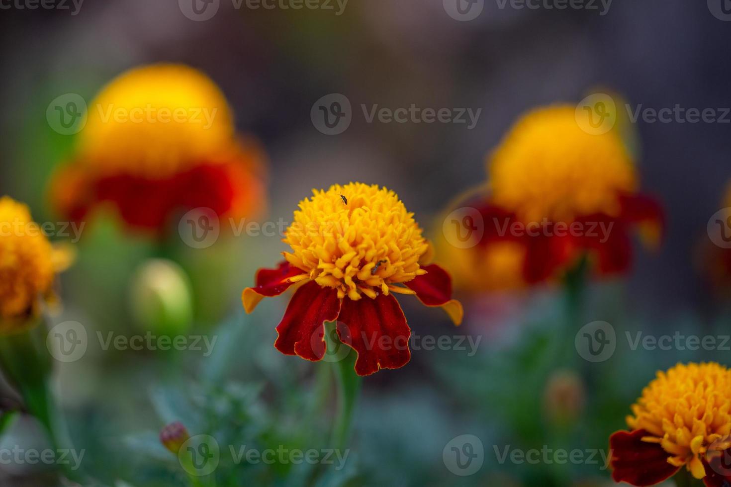 rote gelbe Ringelblume auf grünem Hintergrund Gartenphotogrpahy in einer Sommerzeit. Blütengarten Tagetes mit bugrundy Blütenblättern Makrofotografie. foto