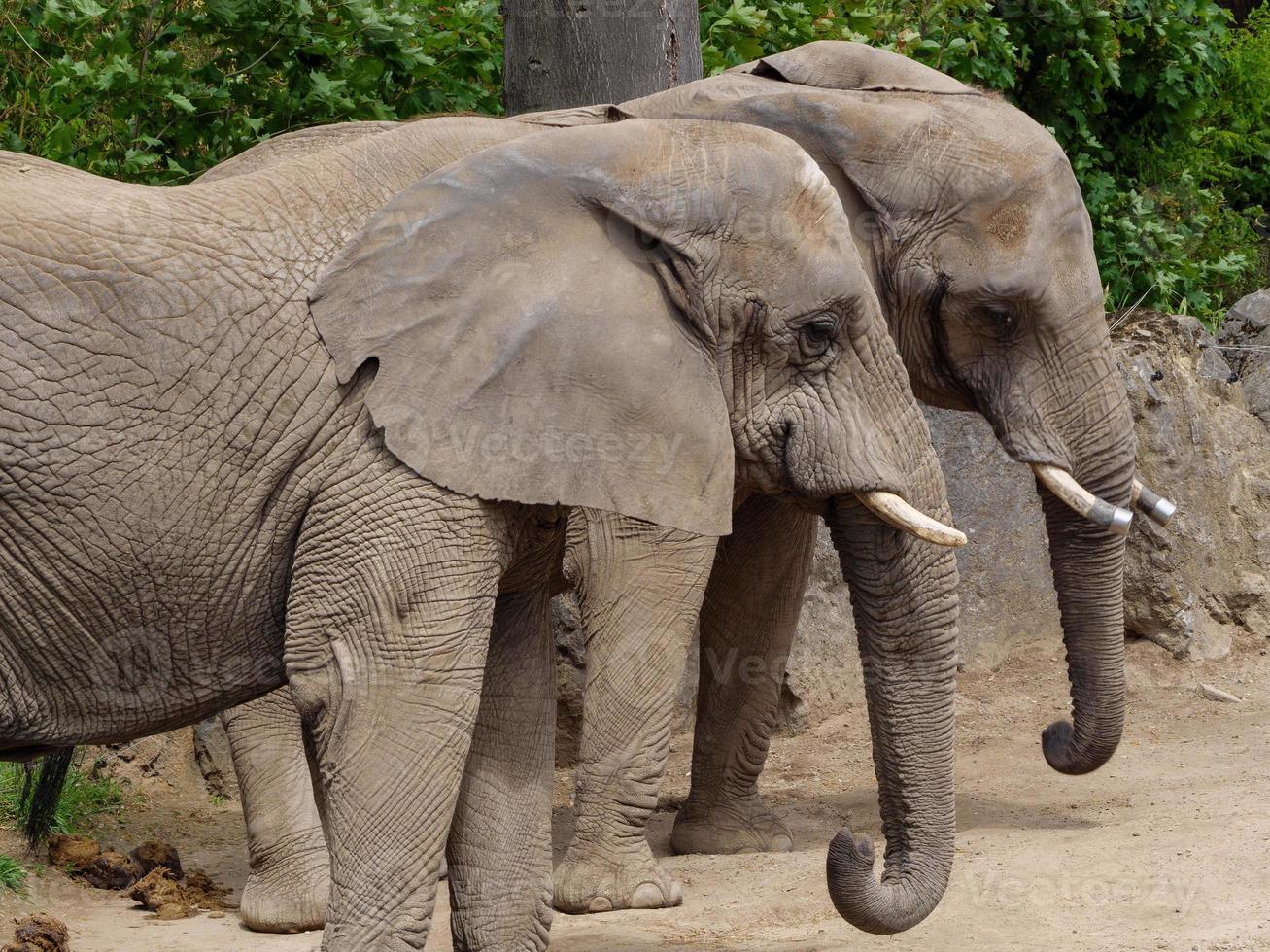 Tiere im Zoo foto